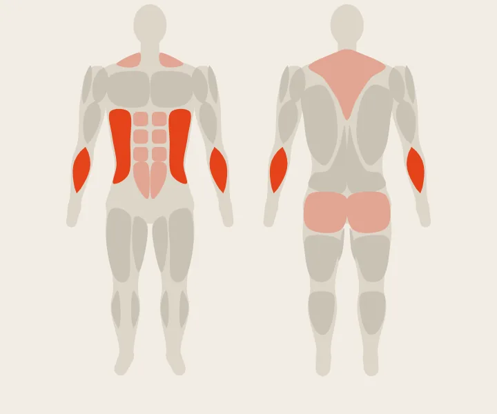 Muscle map: obliques, forearms