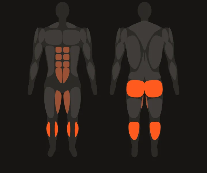 Carte musculaire : mollets, fessiers