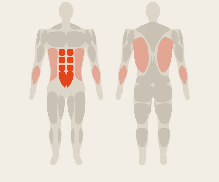 Muskelkarte: Bauch