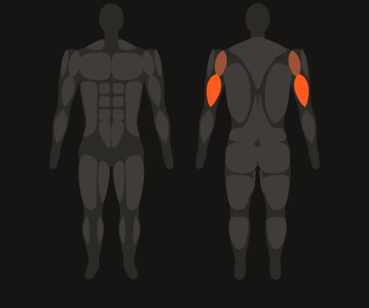 Muscle map: triceps