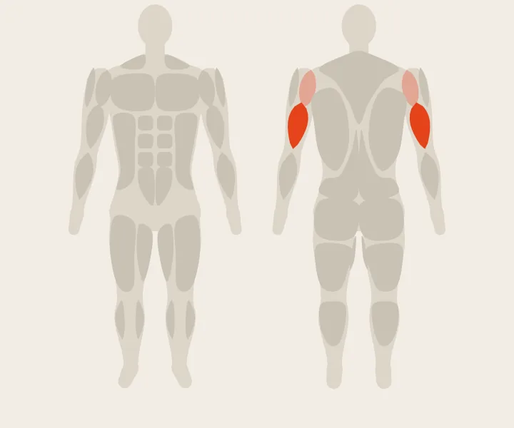 Muscle map: triceps