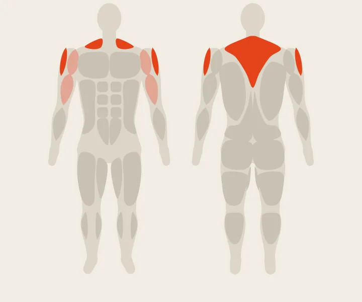 Muscle map: side delts, upper back