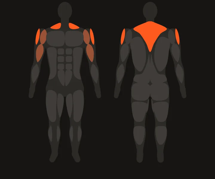 Muscle map: side delts, upper back